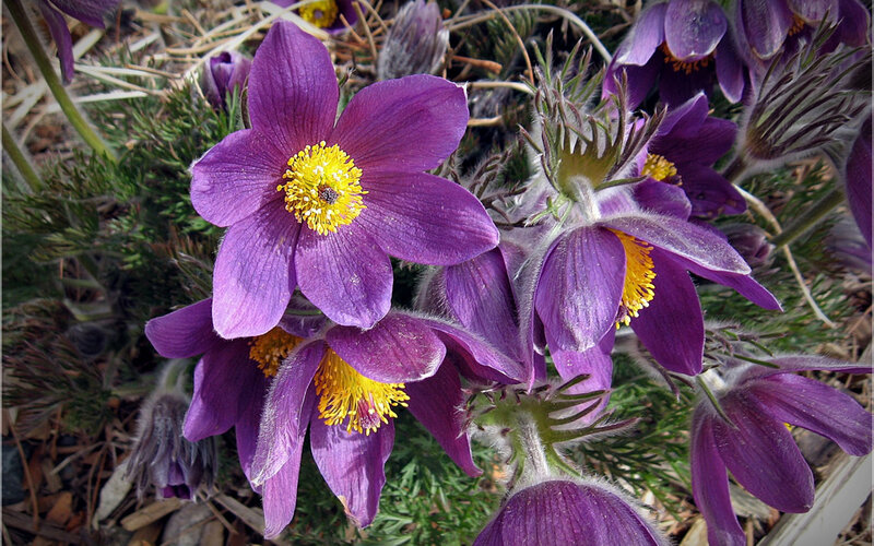 Purple Pasqueflower Blooms — Natural, Spring, Photograph, Yellow Center
