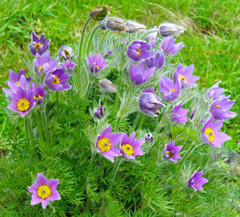 Purple Pasqueflower Blooms — Natural, Spring
