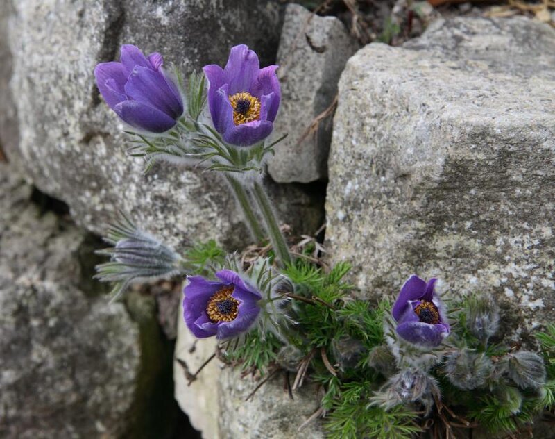 Purple Pasqueflower Blooms — Natural