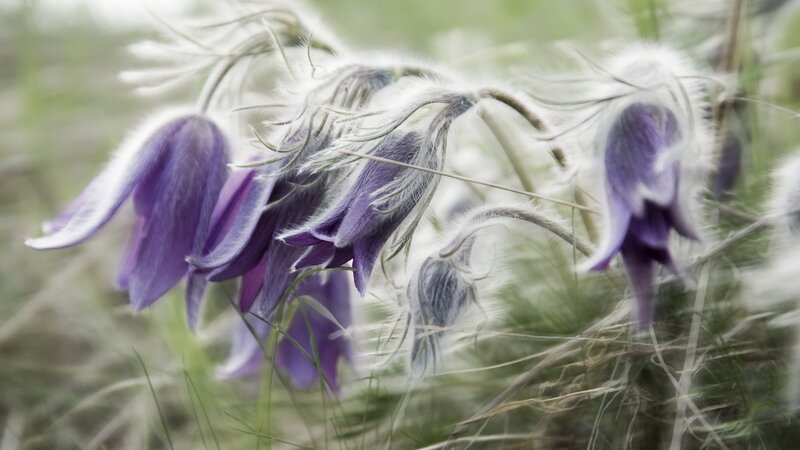 Purple Pasqueflower Blooms — Serene, Spring, Photograph, Flowers, Grass, Feathery Stems