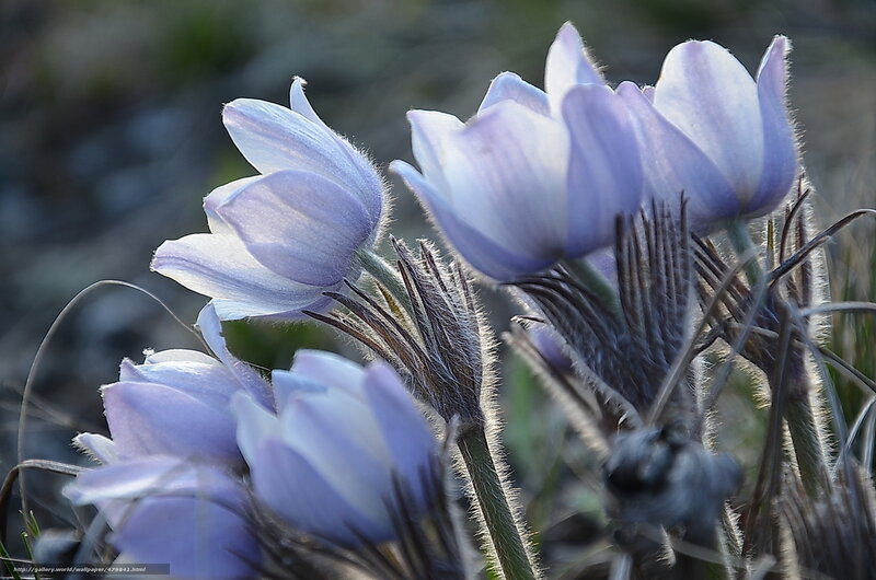 Purple Pasqueflower Blooms — Serene, Spring, Photograph, Flowers, Stems