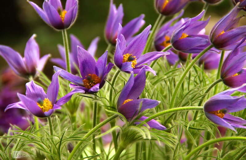 Purple Pasqueflower Blooms — Serene, Spring, Photograph, Flowers