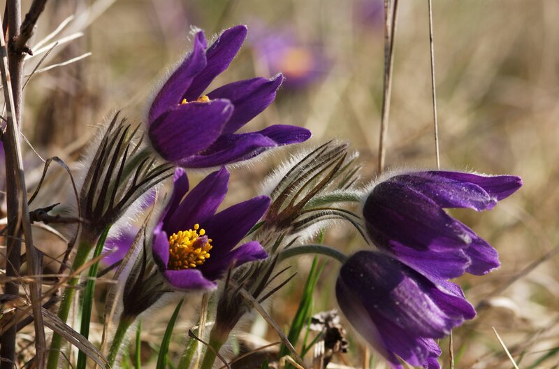 Purple Pasqueflower Blooms — Serene, Spring, Photograph, Grass