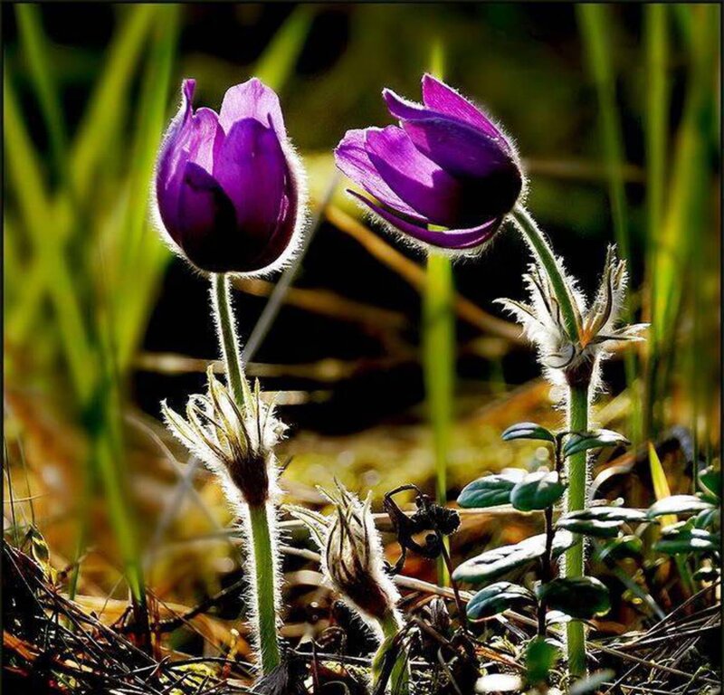 Purple Pasqueflower Blooms — Serene, Spring, Photograph, Green Stems