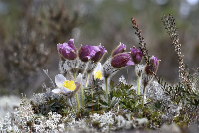 Purple Pasqueflower Blooms — Serene, Spring, Photograph, Moss