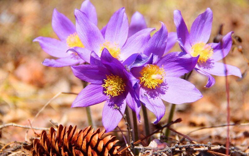 Purple Pasqueflower Blooms — Serene, Spring, Photograph, Pinecone