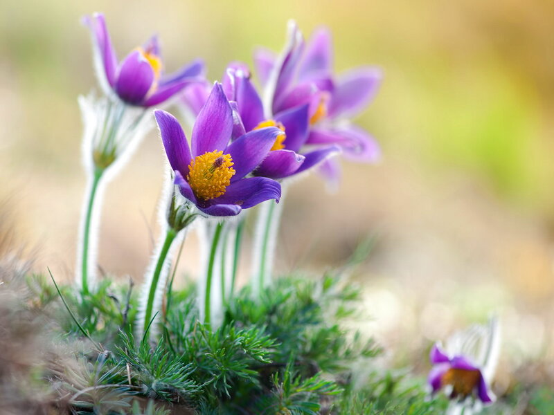 Purple Pasqueflower Blooms — Serene, Spring, Photograph