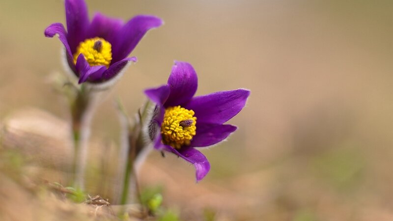 Purple Pasqueflower Blooms — Serene, Spring, Photograph, Yellow Center, Green Stems
