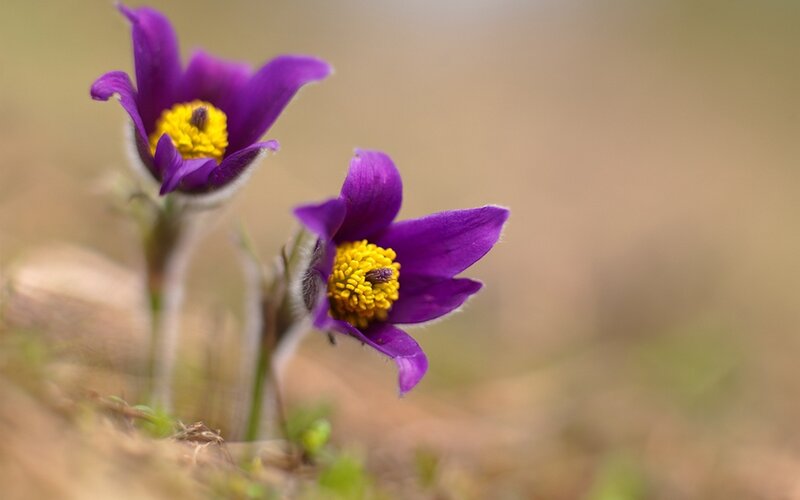 Purple Pasqueflower Blooms — Serene, Spring, Photograph, Yellow Center