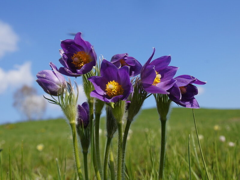 Purple Pasqueflower Blooms — Serene, Spring