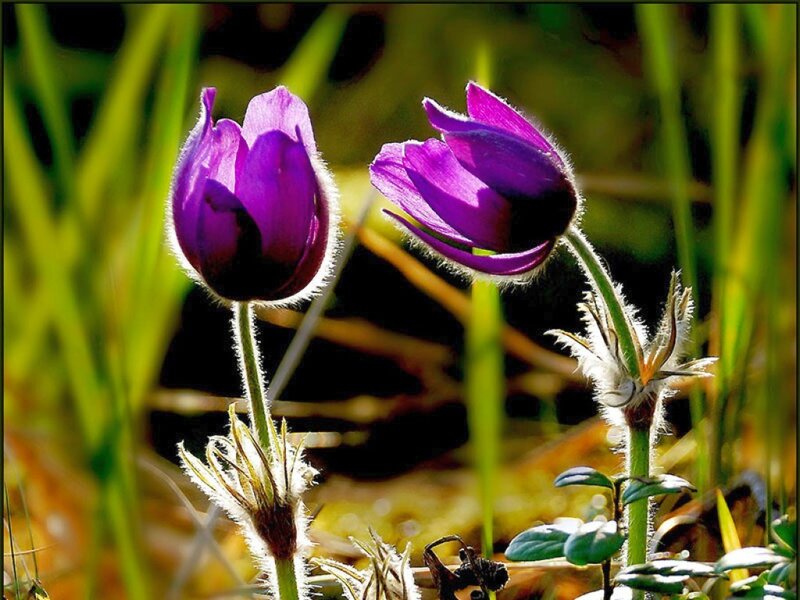 Purple Pasqueflower Blooms — Serene