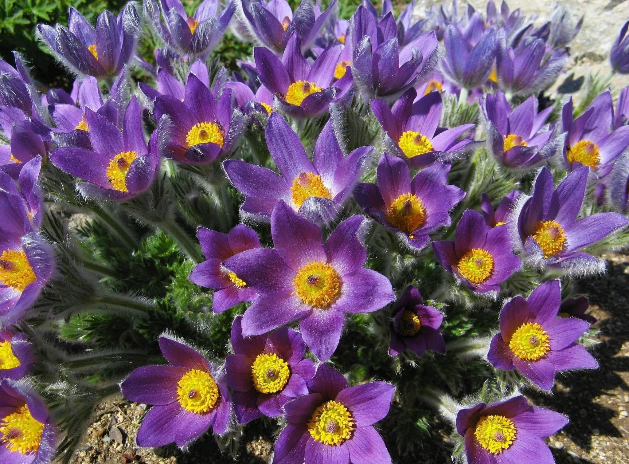 purple pasqueflower blooms