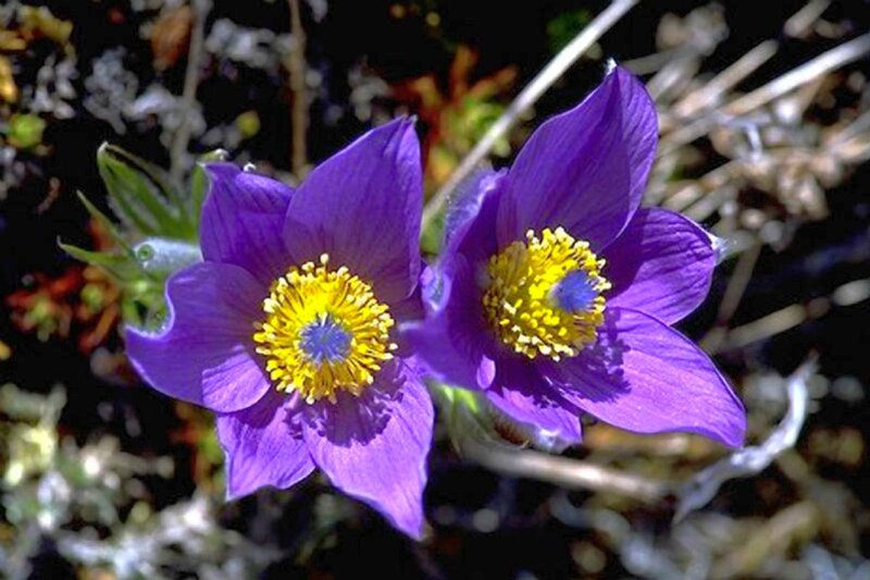 purple pasqueflower blossoms