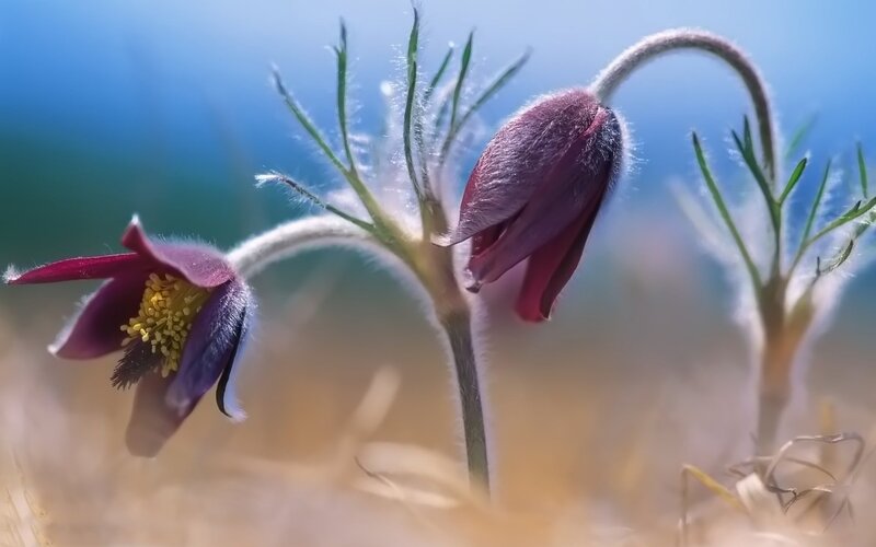 Purple Pasqueflower Buds — Serene, Spring, Photograph, Flowers, Stems