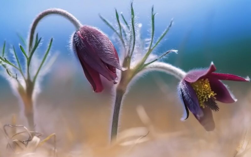 Purple Pasqueflower Buds — Serene, Spring, Photograph, Flowers