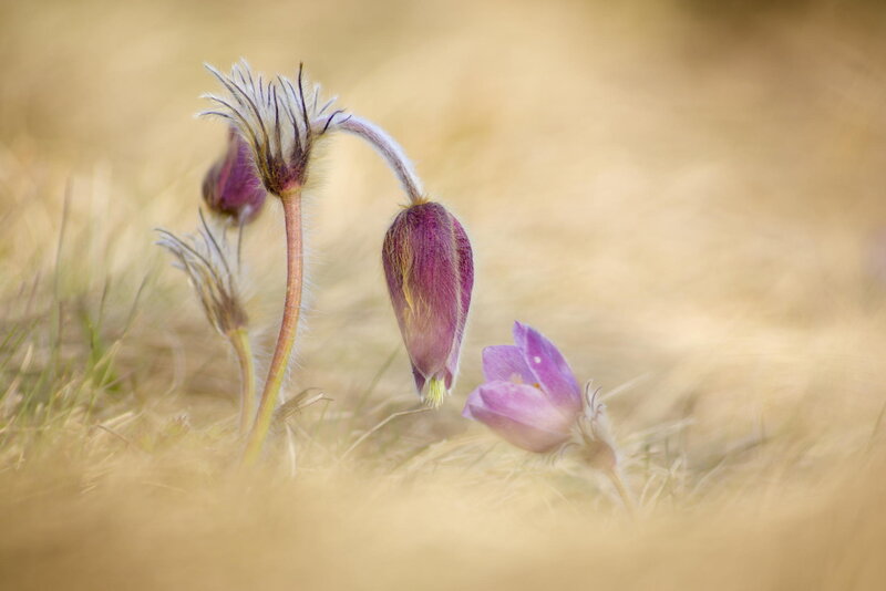 Purple Pasqueflower Buds — Serene, Spring, Photograph, Grass