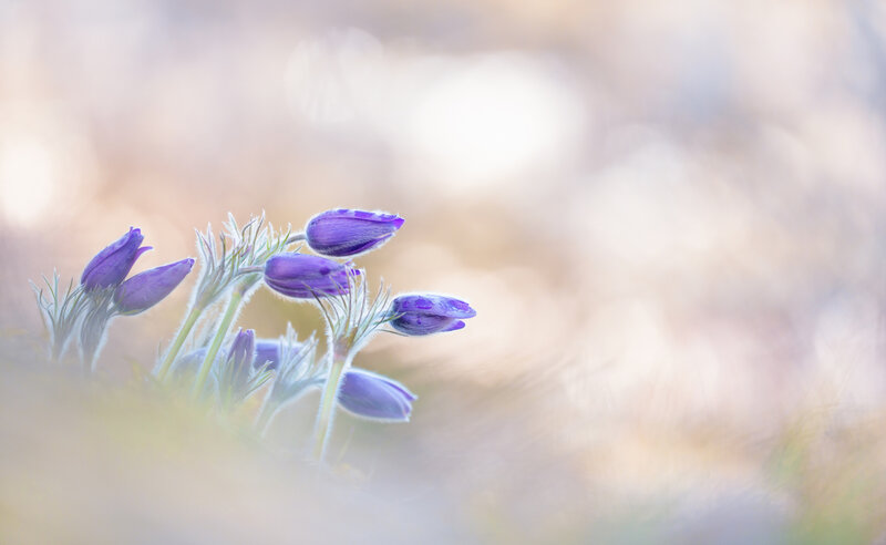 Purple Pasqueflower Buds — Serene, Spring, Photograph, Stems, Blurred Background