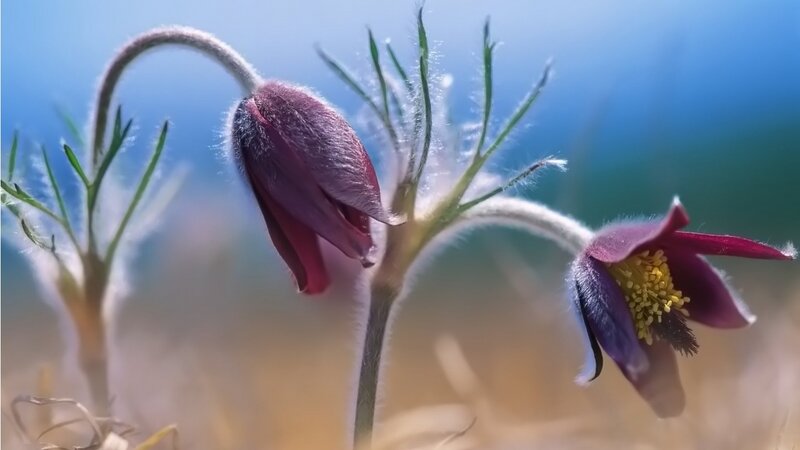 Purple Pasqueflower Buds — Serene, Spring, Photograph, Stems