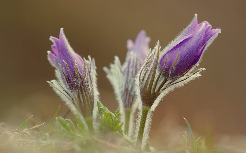 Purple Pasqueflower Buds — Serene, Spring, Photograph