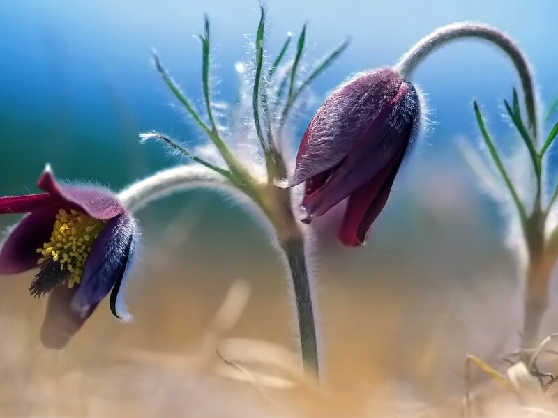 Purple Pasqueflower Buds — Serene, Spring