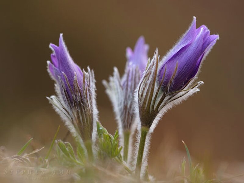 Purple Pasqueflower Buds — Serene
