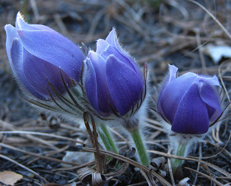 Purple Pasqueflower Buds