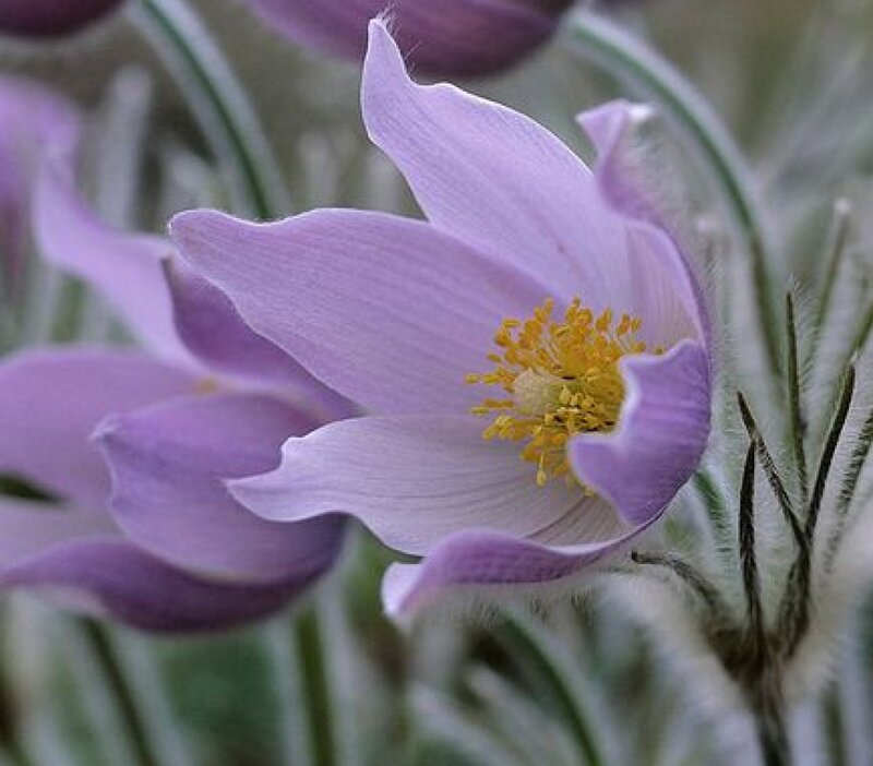 Purple Pasqueflower — Calm, Spring