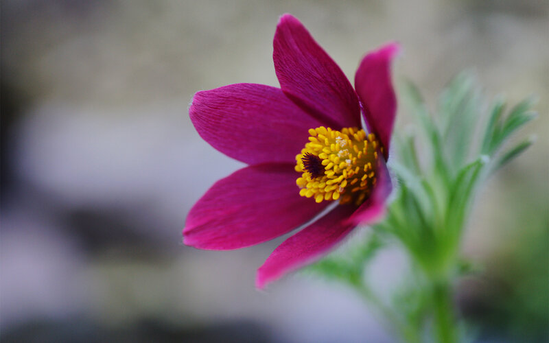 Purple Pasqueflower — Calm
