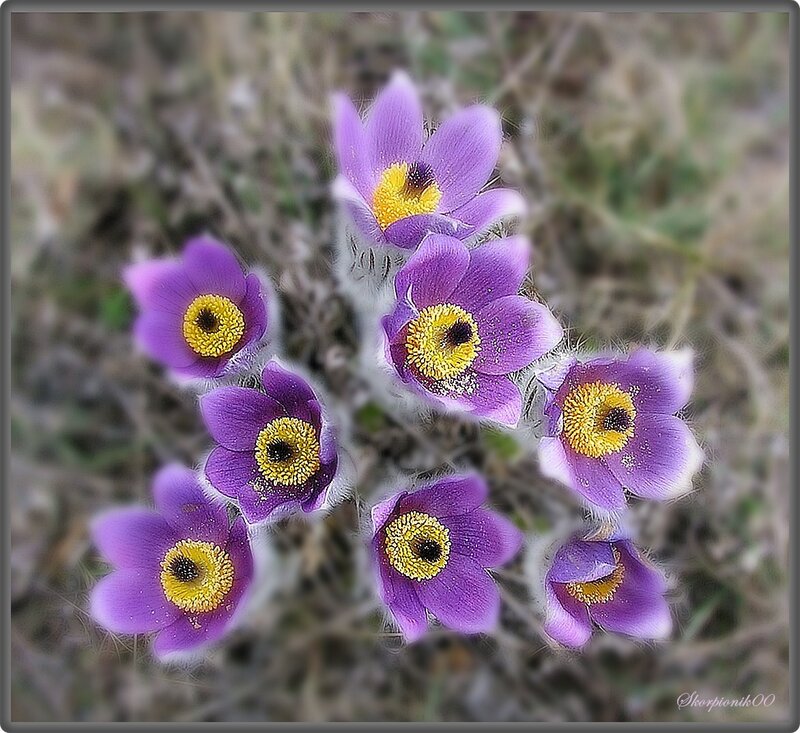 Purple Pasqueflower Cluster — Calm