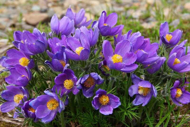 Purple Pasqueflower Cluster — Natural, Spring, Photograph