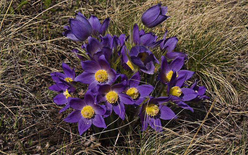 Purple Pasqueflower Cluster — Natural, Spring