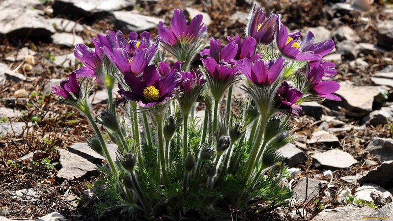 Purple Pasqueflower Cluster — Natural