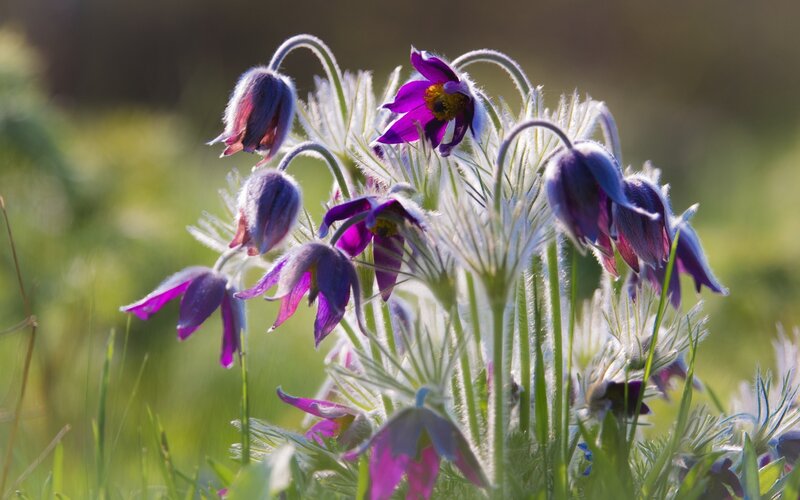 Purple Pasqueflower Cluster — Serene