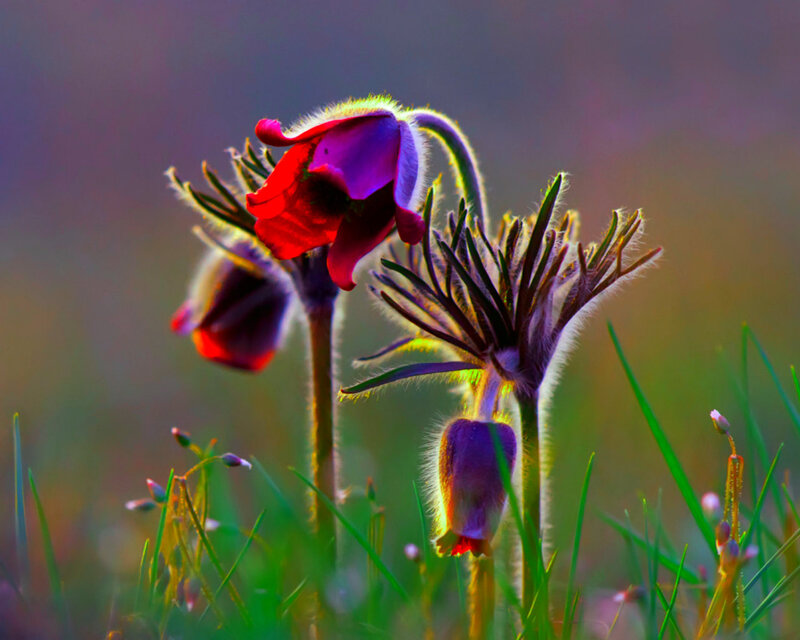 Purple Pasqueflower — Dramatic, Morning
