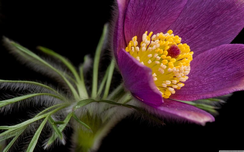 Purple Pasqueflower — Dramatic, Photograph