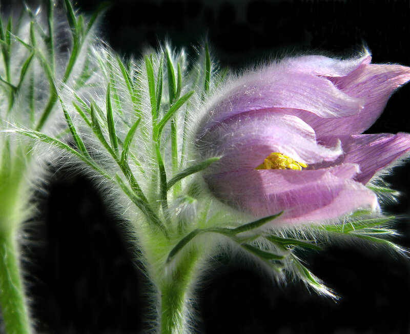 Purple Pasqueflower — Dramatic, Photograph, Yellow Center, Green Leaves