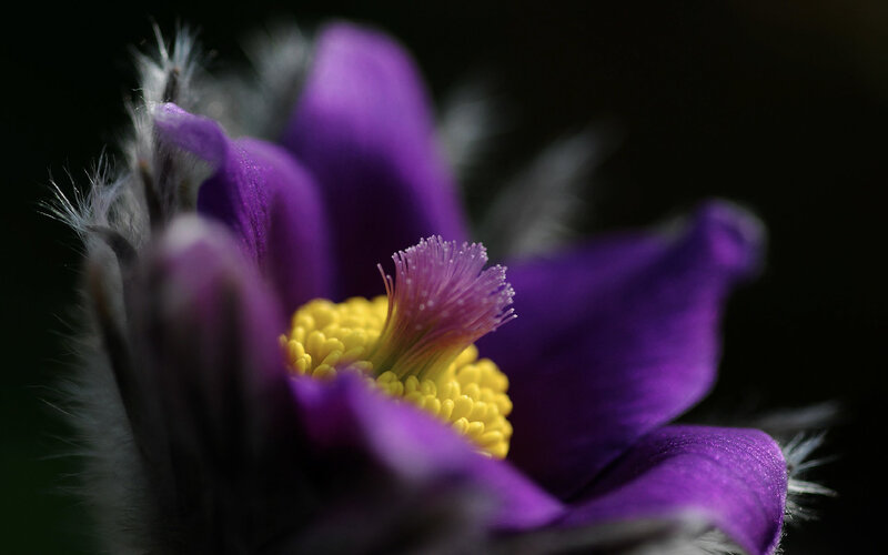 Purple Pasqueflower — Dramatic, Photograph, Yellow Center