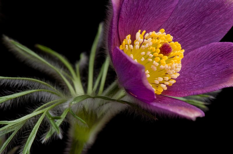 Purple Pasqueflower — Dramatic, Photograph, Yellow Stamen, Green Stem, Hairy Leaves, Yellow