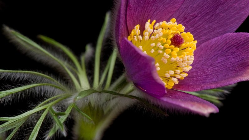 Purple Pasqueflower — Dramatic, Photograph, Yellow Stamen, Green Stem, Hairy Texture