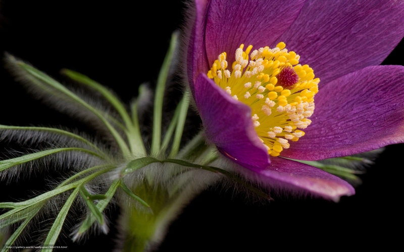 Purple Pasqueflower — Dramatic, Photograph, Yellow Stamen, Green Stem