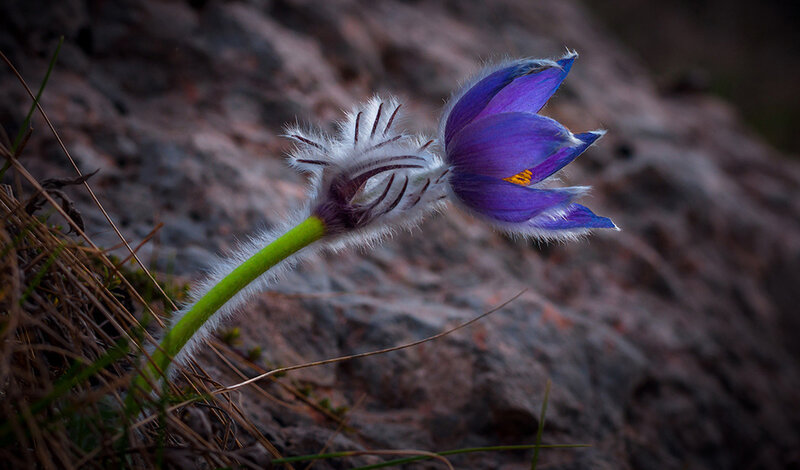 Purple Pasqueflower — Dramatic, Spring