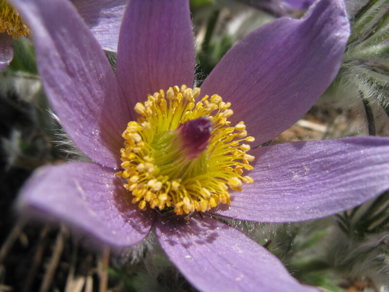 purple pasqueflower in bloom