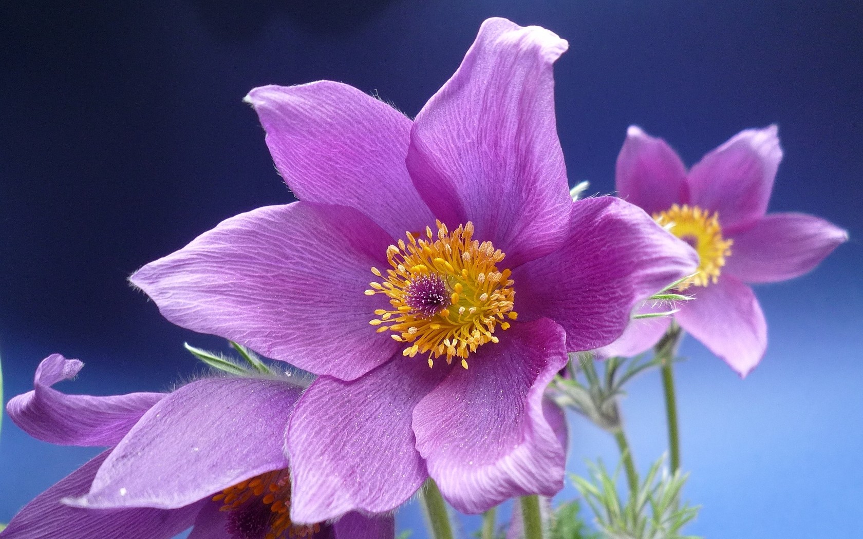 Purple pasqueflower in bloom