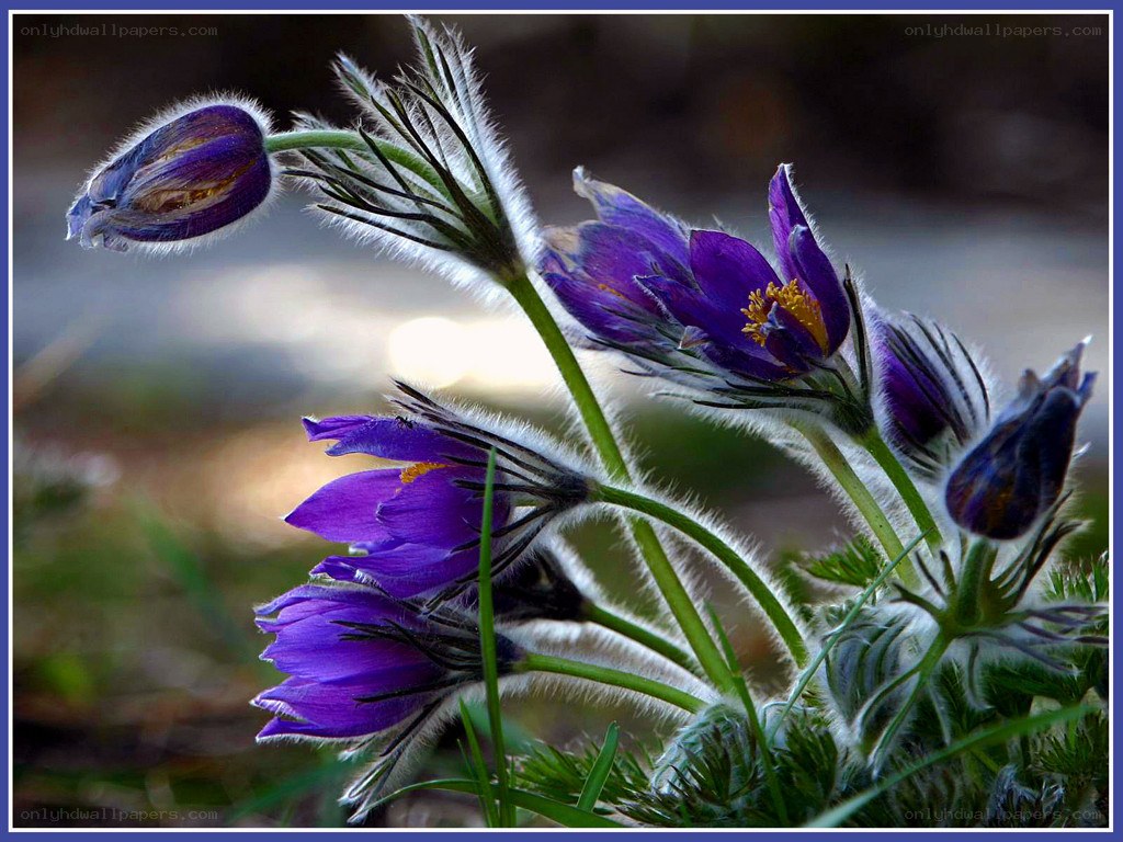 Purple pasqueflower in bloom
