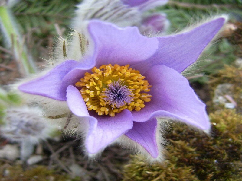 purple pasqueflower in bloom