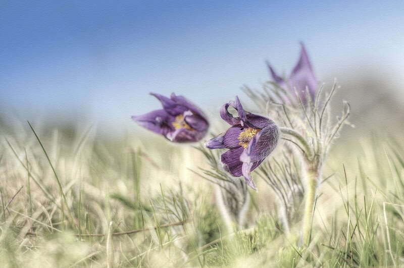 Purple Pasqueflower in Grass — Serene, Spring