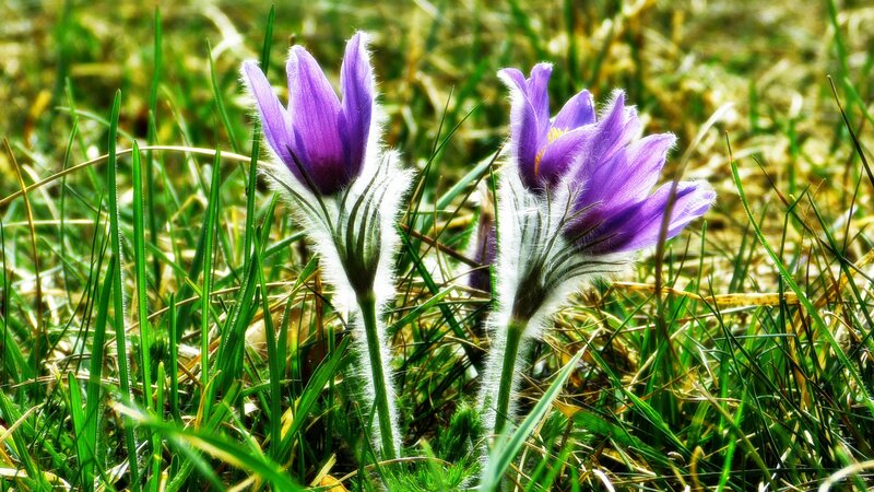 Purple Pasqueflower in Grass — Serene