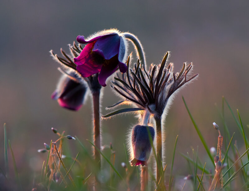 Purple Pasqueflower in Grass