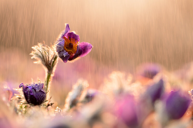 Purple Pasqueflower in Rain