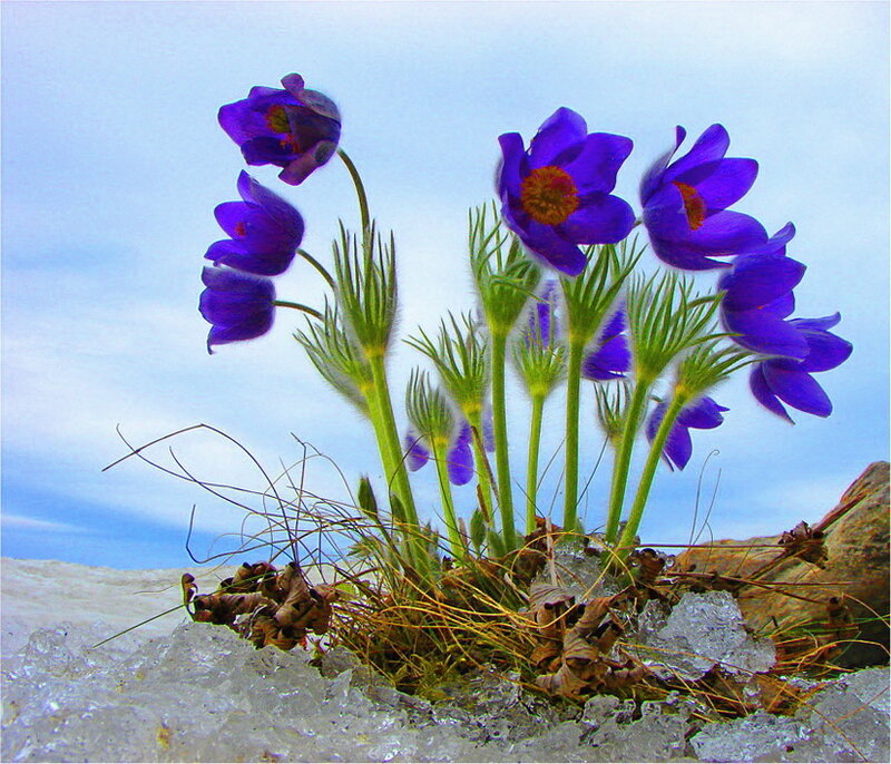 Purple Pasqueflower in Snow